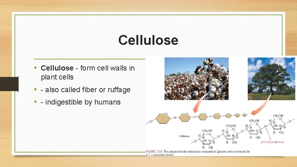 Cellulose • Cellulose - form cell walls in plant cells • - also called