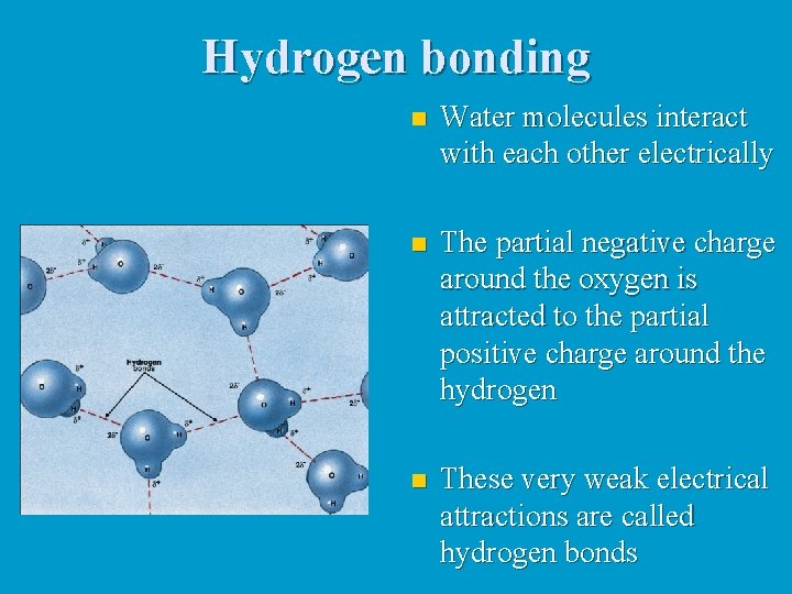 Hydrogen bonding n Water molecules interact with each other electrically n The partial negative