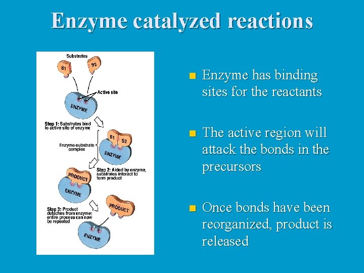 Enzyme catalyzed reactions n Enzyme has binding sites for the reactants n The active