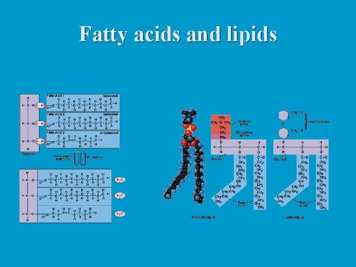 Fatty acids and lipids 