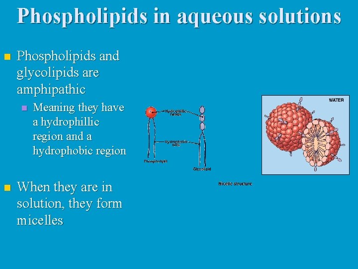 Phospholipids in aqueous solutions n Phospholipids and glycolipids are amphipathic n n Meaning they