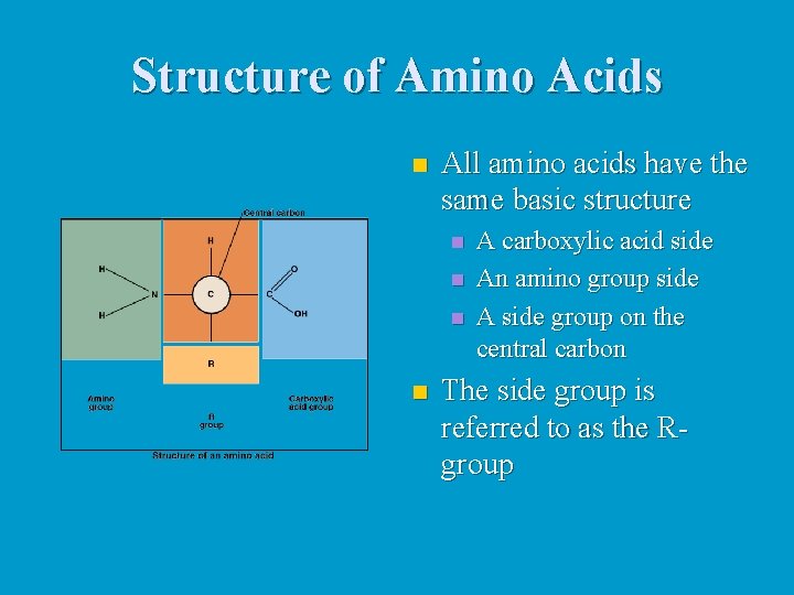 Structure of Amino Acids n All amino acids have the same basic structure n