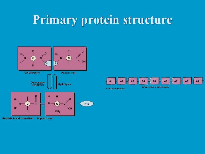 Primary protein structure 