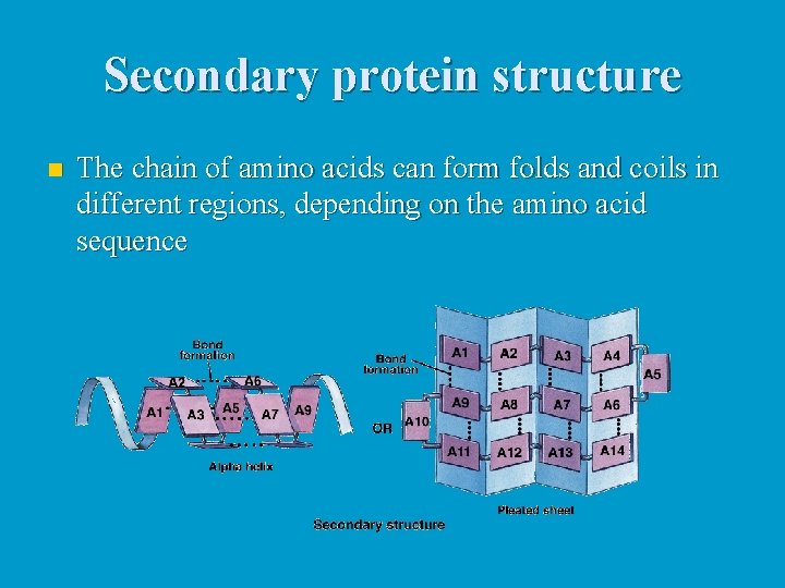 Secondary protein structure n The chain of amino acids can form folds and coils