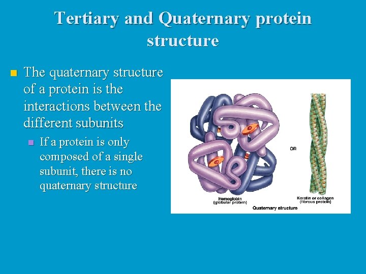 Tertiary and Quaternary protein structure n The quaternary structure of a protein is the