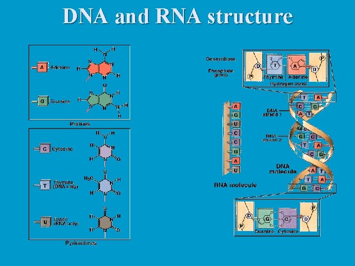 DNA and RNA structure 