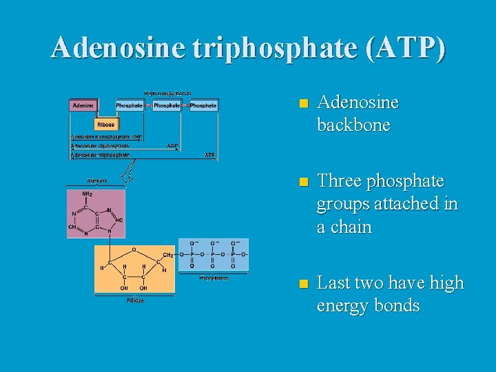 Adenosine triphosphate (ATP) n Adenosine backbone n Three phosphate groups attached in a chain