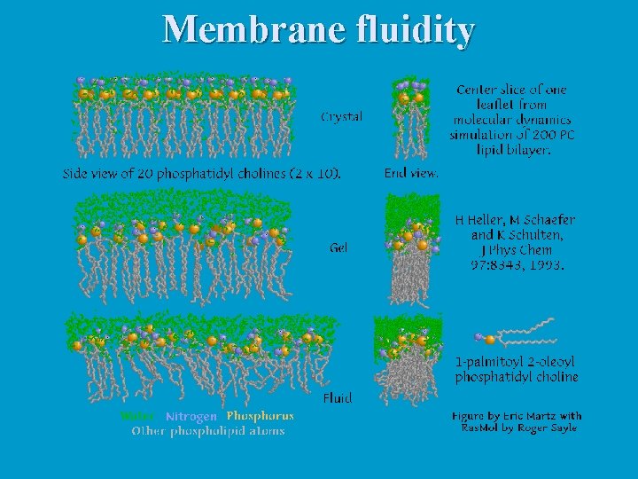 Membrane fluidity 