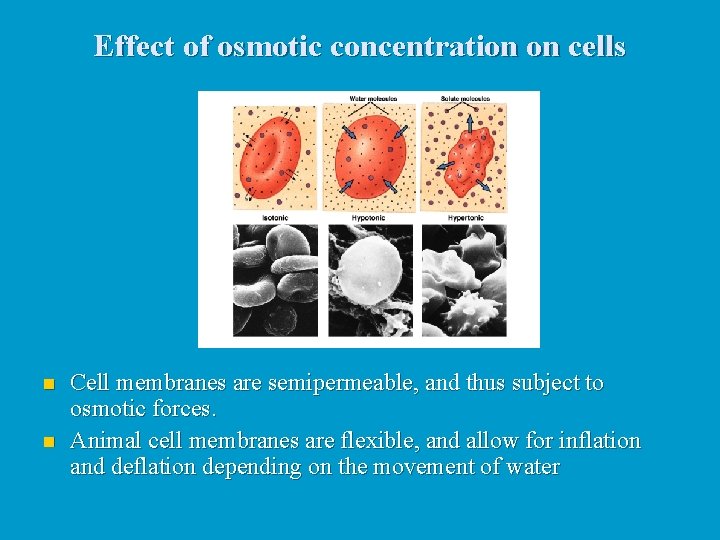 Effect of osmotic concentration on cells n n Cell membranes are semipermeable, and thus