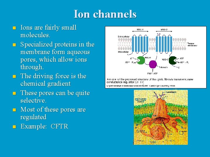 Ion channels n n n Ions are fairly small molecules. Specialized proteins in the