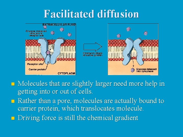 Facilitated diffusion n Molecules that are slightly larger need more help in getting into