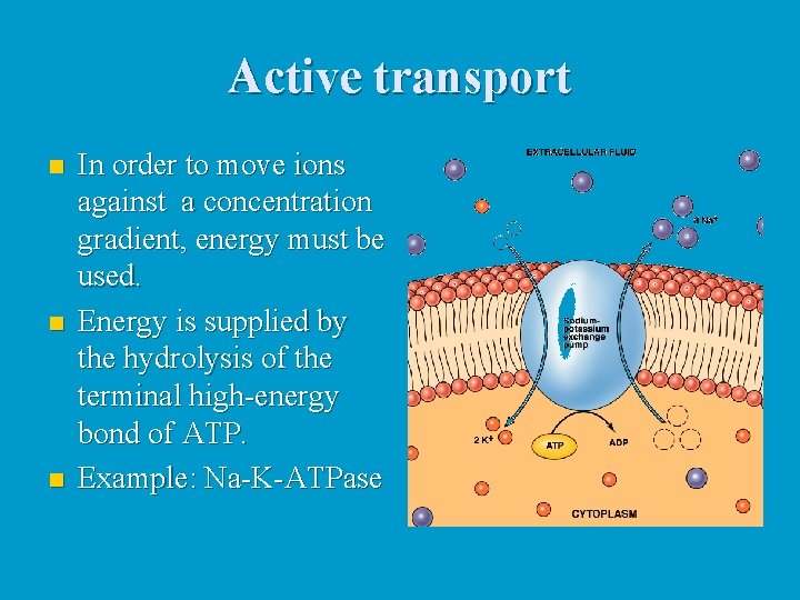 Active transport n n n In order to move ions against a concentration gradient,