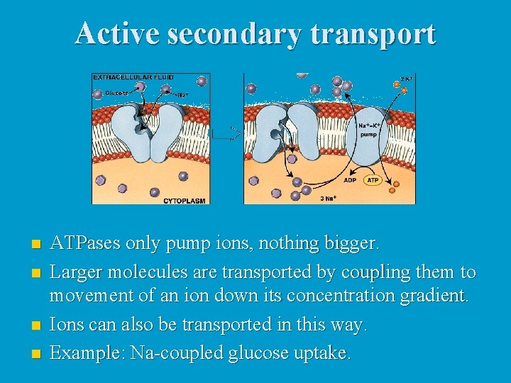 Active secondary transport n n ATPases only pump ions, nothing bigger. Larger molecules are