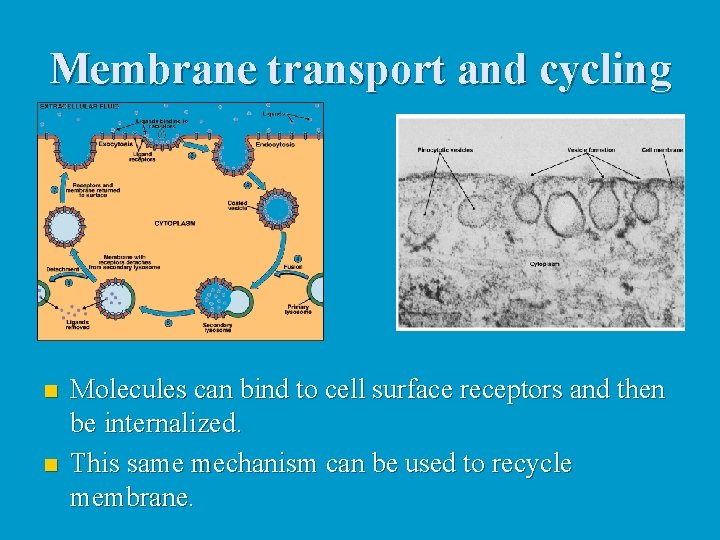 Membrane transport and cycling n n Molecules can bind to cell surface receptors and