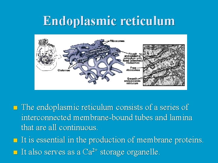 Endoplasmic reticulum n n n The endoplasmic reticulum consists of a series of interconnected