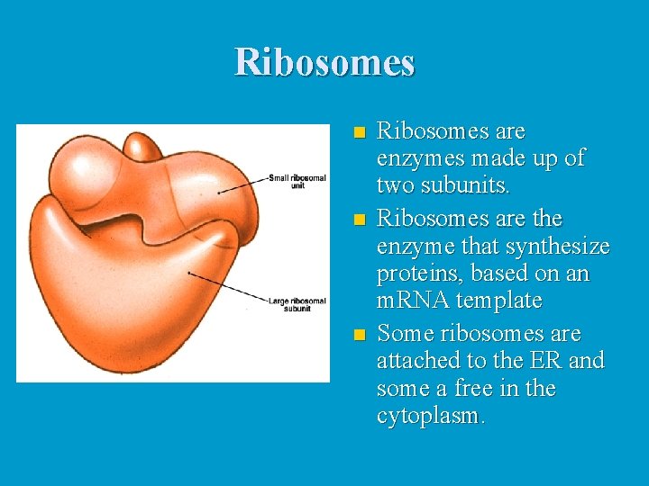 Ribosomes n n n Ribosomes are enzymes made up of two subunits. Ribosomes are