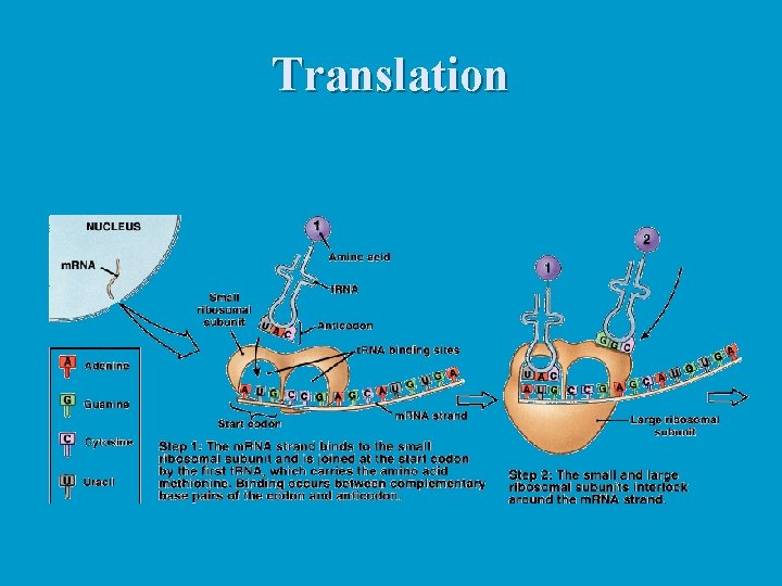 Translation 