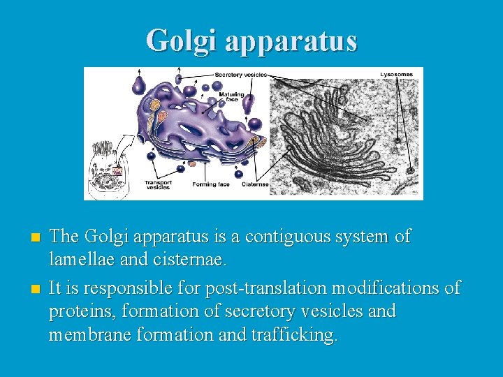 Golgi apparatus n n The Golgi apparatus is a contiguous system of lamellae and