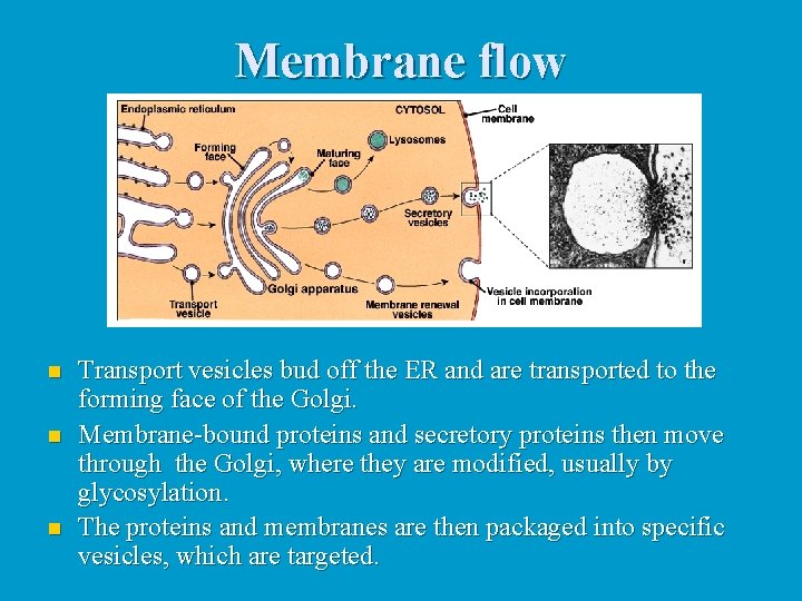Membrane flow n n n Transport vesicles bud off the ER and are transported