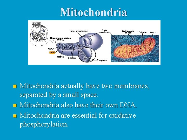 Mitochondria n n n Mitochondria actually have two membranes, separated by a small space.