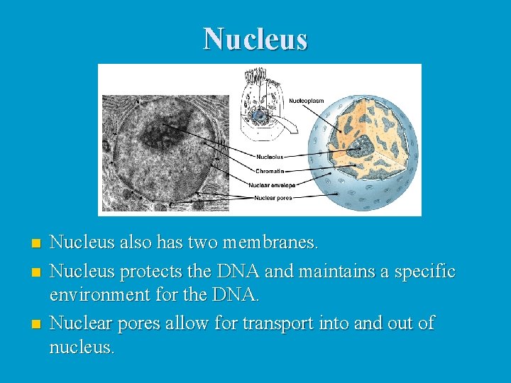 Nucleus n n n Nucleus also has two membranes. Nucleus protects the DNA and