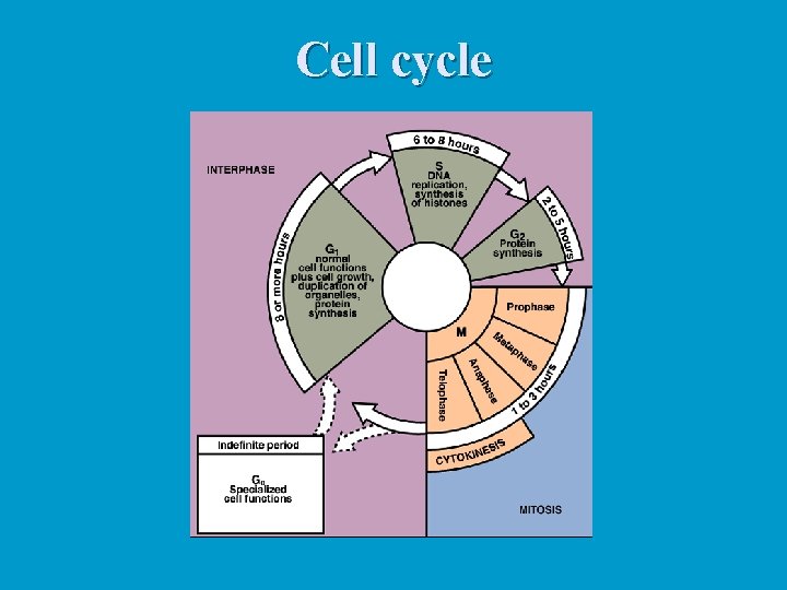 Cell cycle 