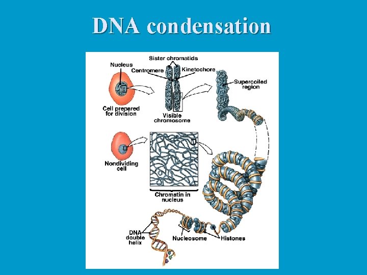 DNA condensation 