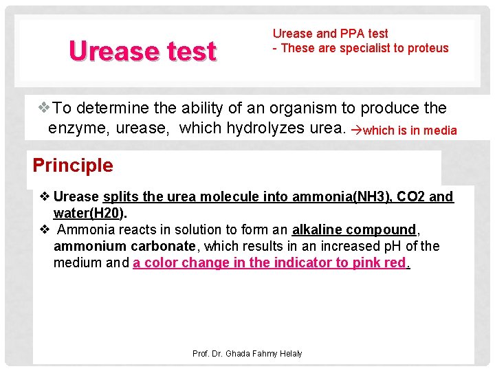 Urease test Urease and PPA test - These are specialist to proteus ❖To determine