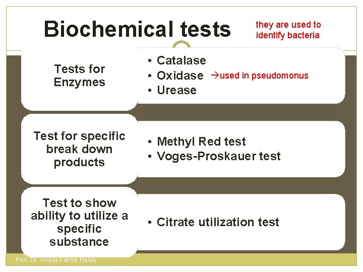Biochemical tests Tests for Enzymes • Catalase • Oxidase • Urease they are used