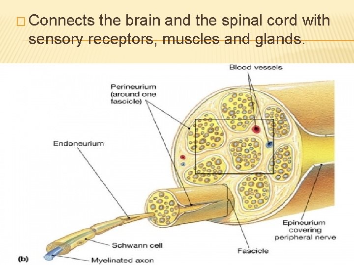 � Connects the brain and the spinal cord with sensory receptors, muscles and glands.