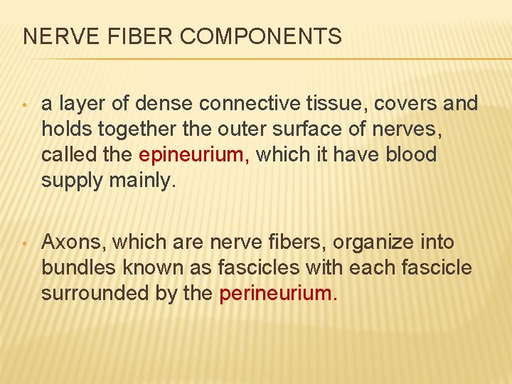 NERVE FIBER COMPONENTS • a layer of dense connective tissue, covers and holds together
