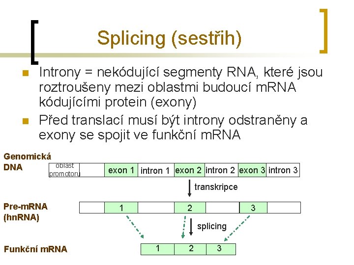 Splicing (sestřih) n n Introny = nekódující segmenty RNA, které jsou roztroušeny mezi oblastmi