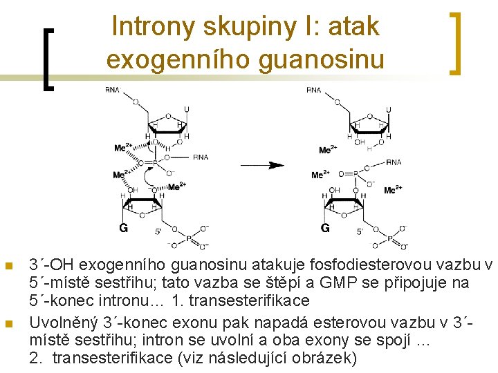 Introny skupiny I: atak exogenního guanosinu n n 3´-OH exogenního guanosinu atakuje fosfodiesterovou vazbu