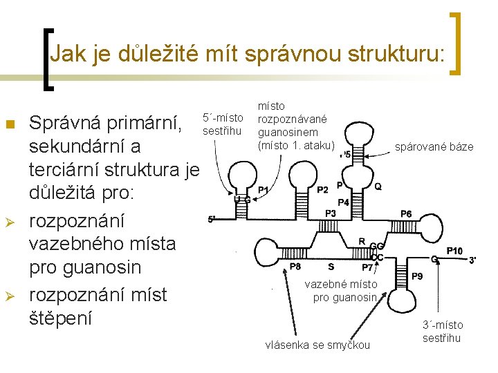 Jak je důležité mít správnou strukturu: n Ø Ø Správná primární, 5´-místo sestřihu sekundární