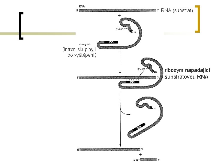 RNA (substrát) (intron skupiny I po vyštěpení) ribozym napadající substrátovou RNA 