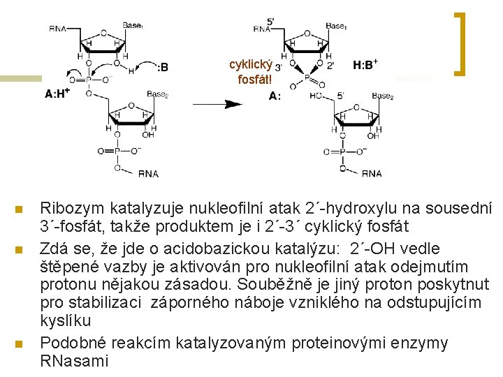 cyklický fosfát! n n n Ribozym katalyzuje nukleofilní atak 2´-hydroxylu na sousední 3´-fosfát, takže