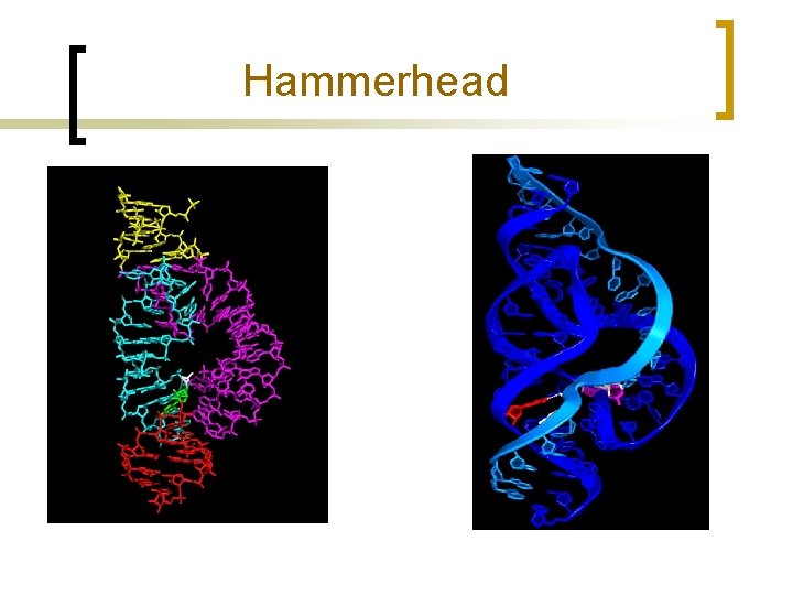 Hammerhead 