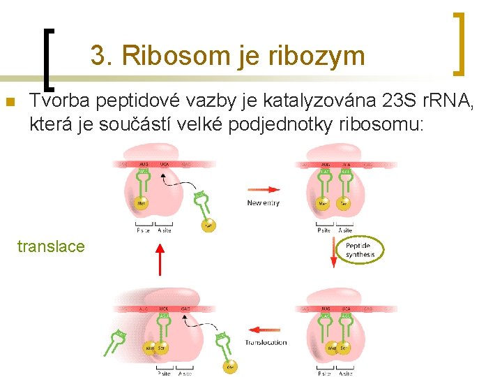 3. Ribosom je ribozym n Tvorba peptidové vazby je katalyzována 23 S r. RNA,