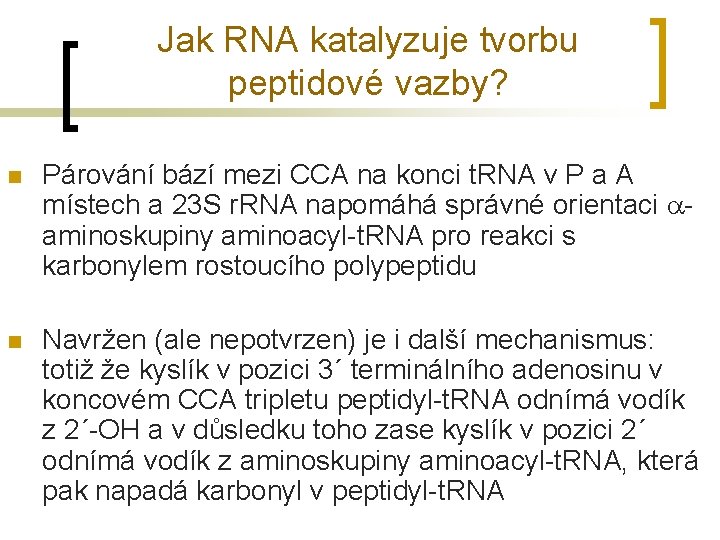 Jak RNA katalyzuje tvorbu peptidové vazby? n Párování bází mezi CCA na konci t.