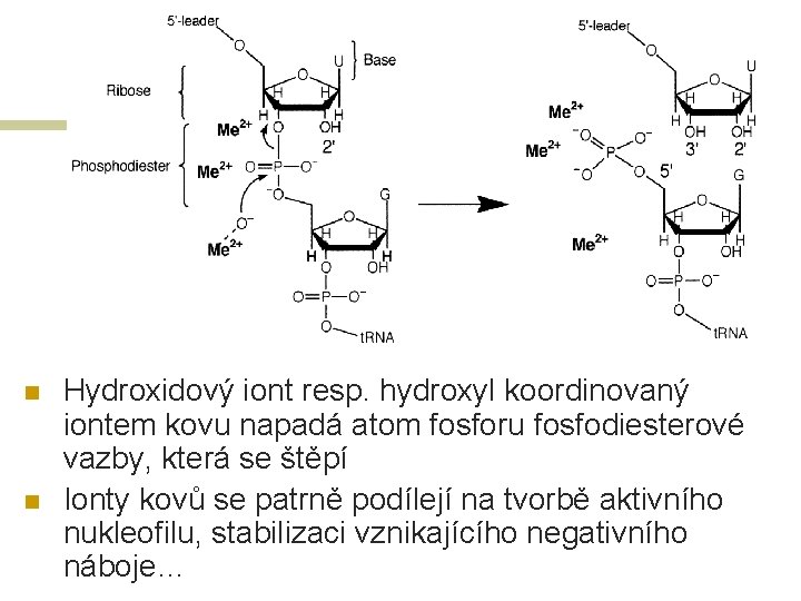 n n Hydroxidový iont resp. hydroxyl koordinovaný iontem kovu napadá atom fosforu fosfodiesterové vazby,