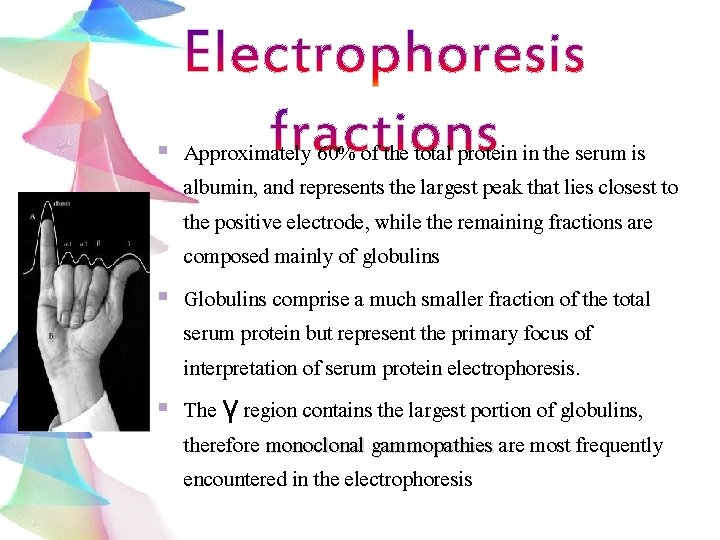 Approximately 60% of the total protein in the serum is albumin, and represents the