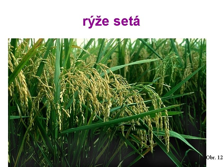 rýže setá Obr. 12 