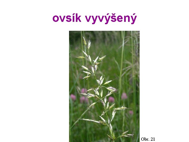 ovsík vyvýšený Obr. 21 