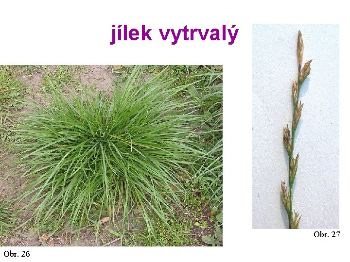 jílek vytrvalý Obr. 27 Obr. 26 