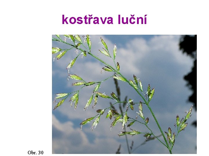 kostřava luční Obr. 30 