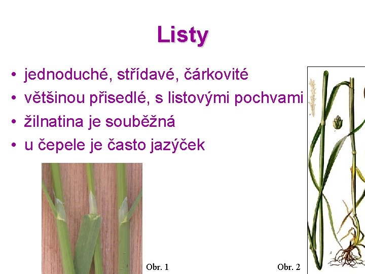 Listy • • jednoduché, střídavé, čárkovité většinou přisedlé, s listovými pochvami žilnatina je souběžná