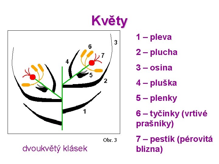 Květy 1 – pleva 2 – plucha 3 – osina 4 – pluška 5