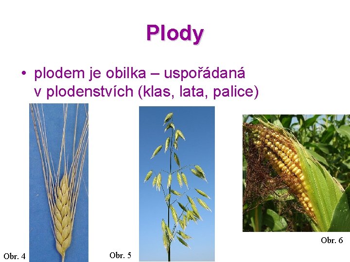 Plody • plodem je obilka – uspořádaná v plodenstvích (klas, lata, palice) Obr. 6