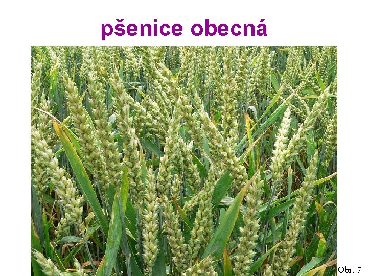 pšenice obecná Obr. 7 