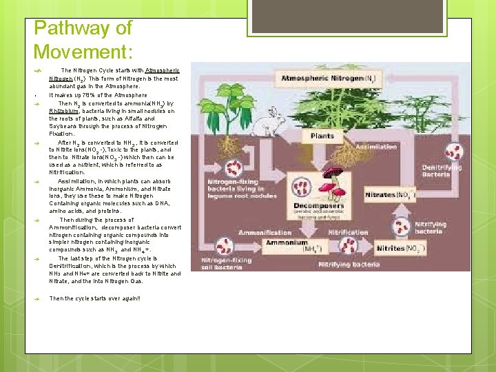 Pathway of Movement: • The Nitrogen Cycle starts with Atmospheric Nitrogen (N 2), This Pathway of Movement: • The Nitrogen Cycle starts with Atmospheric Nitrogen (N 2), This